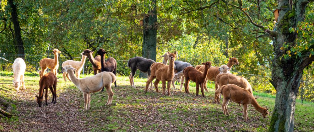 Panoramaflauschtasse - Herbst